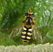 Eupeodes corollae - Migrant Hoverfly